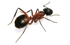 formiche Parco Nazionale dello Stelvio