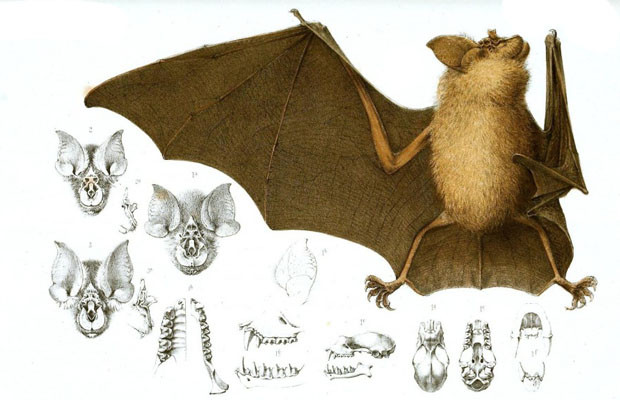 Bat Night - Parco Nazionale dello Stelvio