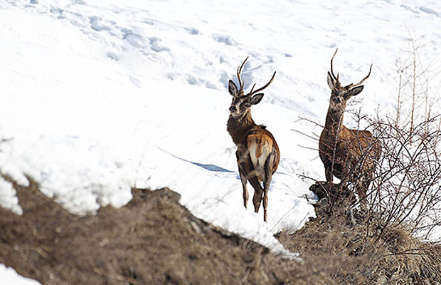 Cervi inverno Parco Nazionale dello Stelvio
