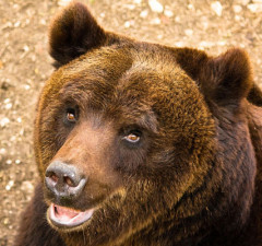 Orso bruno Bormio Valtelina