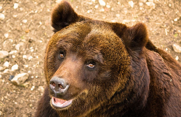 Orso bruno Bormio Valtelina