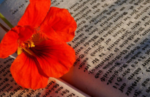 Festa dei libri e dei fiori