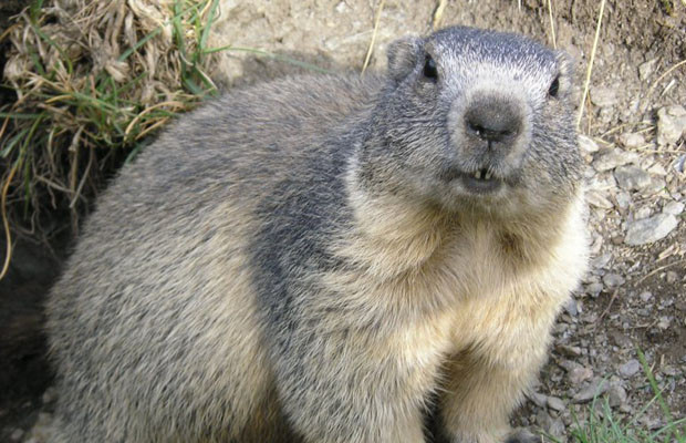Il risveglio di Isotta la marmotta