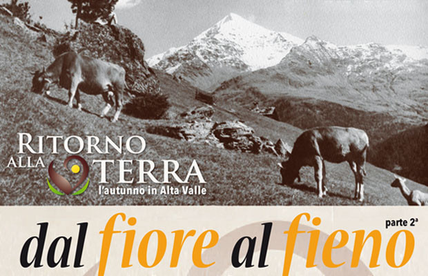 fiore al fieno valdisotto Bormio