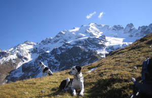 vita da cani