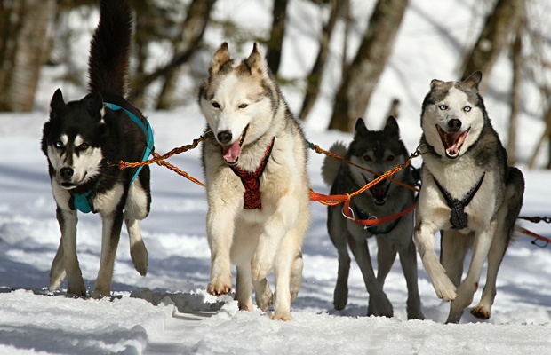 escursioni alaskan husky