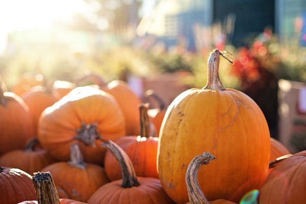 ricette con zucca